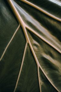 Preview wallpaper leaf, veins, green, relief, macro