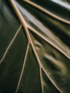 Preview wallpaper leaf, veins, green, relief, macro