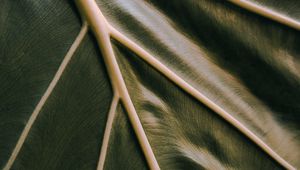 Preview wallpaper leaf, veins, green, relief, macro