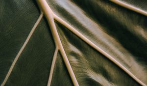 Preview wallpaper leaf, veins, green, relief, macro