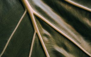 Preview wallpaper leaf, veins, green, relief, macro