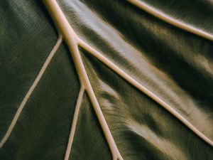 Preview wallpaper leaf, veins, green, relief, macro