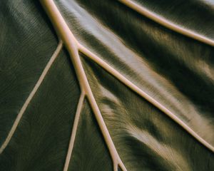 Preview wallpaper leaf, veins, green, relief, macro