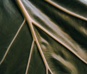 Preview wallpaper leaf, veins, green, relief, macro