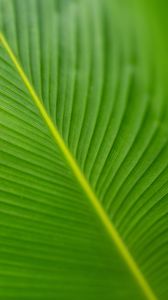Preview wallpaper leaf, veins, green, macro, blur