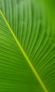 Preview wallpaper leaf, veins, green, macro, blur