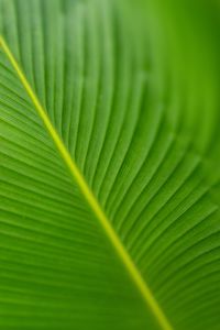 Preview wallpaper leaf, veins, green, macro, blur