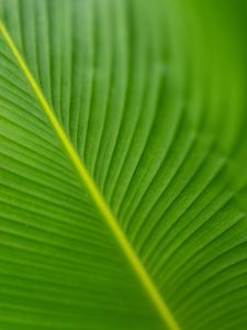 Preview wallpaper leaf, veins, green, macro, blur