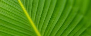 Preview wallpaper leaf, veins, green, macro, blur