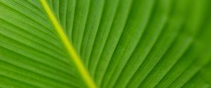 Preview wallpaper leaf, veins, green, macro, blur