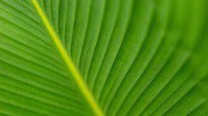 Preview wallpaper leaf, veins, green, macro, blur