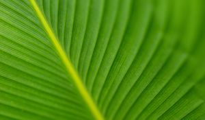 Preview wallpaper leaf, veins, green, macro, blur