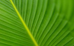 Preview wallpaper leaf, veins, green, macro, blur