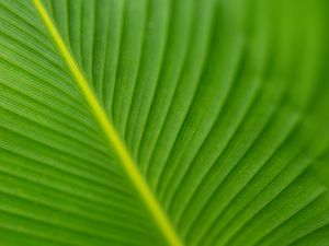 Preview wallpaper leaf, veins, green, macro, blur