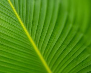 Preview wallpaper leaf, veins, green, macro, blur
