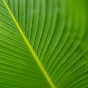 Preview wallpaper leaf, veins, green, macro, blur