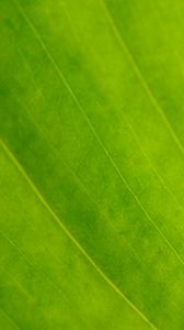 Preview wallpaper leaf, veins, green, macro, focus