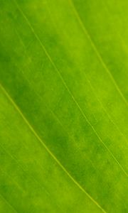 Preview wallpaper leaf, veins, green, macro, focus