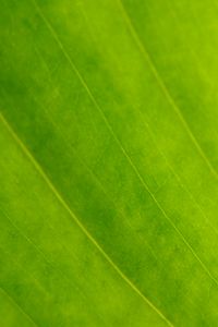 Preview wallpaper leaf, veins, green, macro, focus