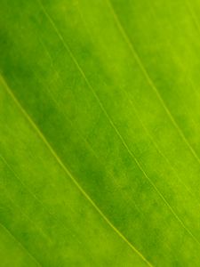 Preview wallpaper leaf, veins, green, macro, focus