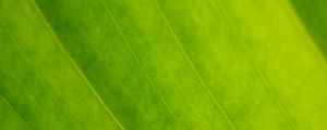 Preview wallpaper leaf, veins, green, macro, focus