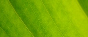 Preview wallpaper leaf, veins, green, macro, focus