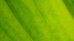 Preview wallpaper leaf, veins, green, macro, focus