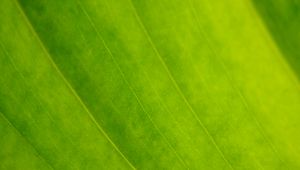 Preview wallpaper leaf, veins, green, macro, focus