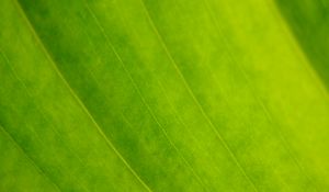 Preview wallpaper leaf, veins, green, macro, focus