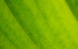 Preview wallpaper leaf, veins, green, macro, focus