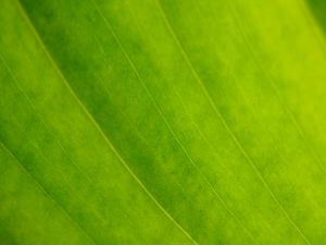 Preview wallpaper leaf, veins, green, macro, focus