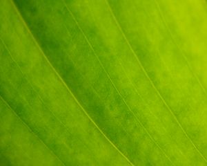 Preview wallpaper leaf, veins, green, macro, focus