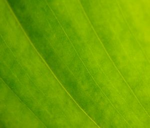 Preview wallpaper leaf, veins, green, macro, focus