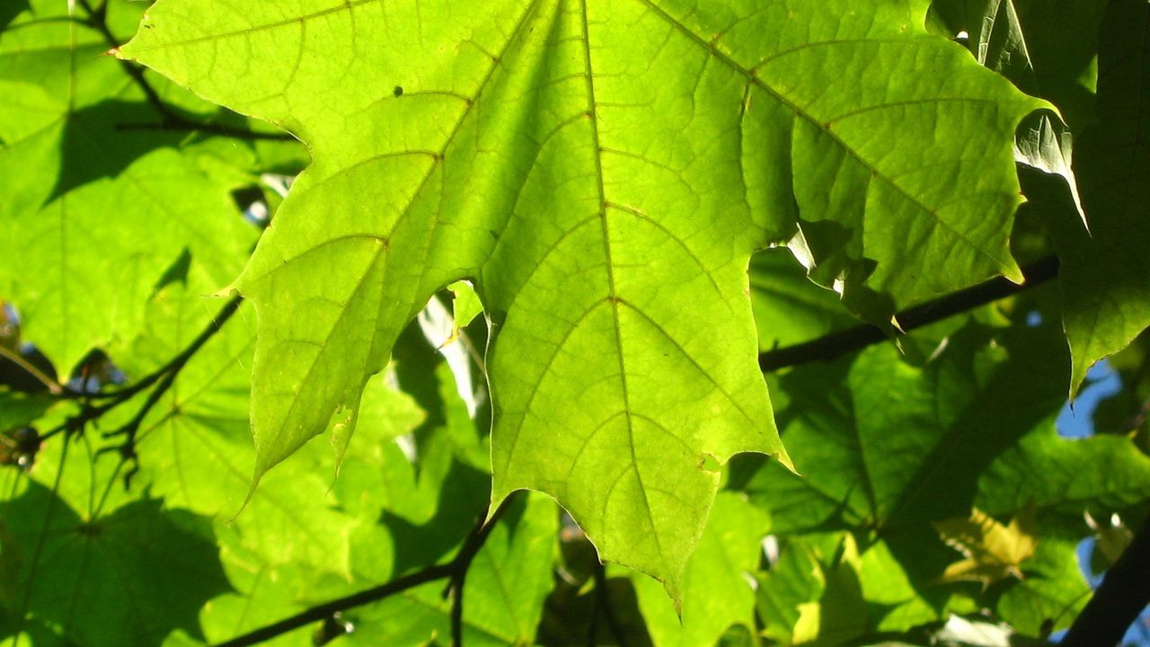 Wallpaper leaf, veins, green