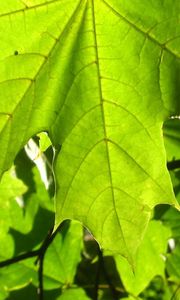 Preview wallpaper leaf, veins, green