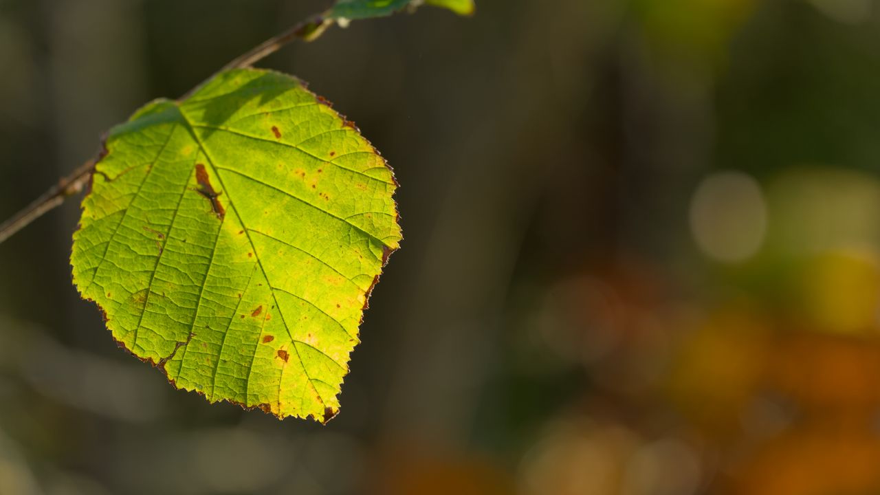 Wallpaper leaf, veins, light, macro, autumn