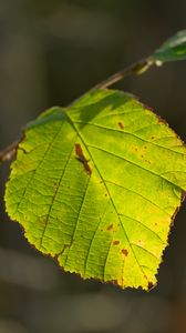 Preview wallpaper leaf, veins, light, macro, autumn