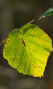 Preview wallpaper leaf, veins, light, macro, autumn