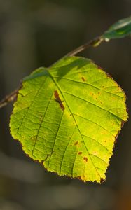 Preview wallpaper leaf, veins, light, macro, autumn
