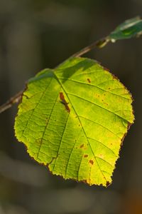 Preview wallpaper leaf, veins, light, macro, autumn