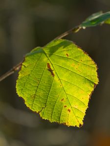 Preview wallpaper leaf, veins, light, macro, autumn