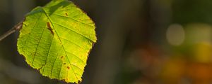 Preview wallpaper leaf, veins, light, macro, autumn