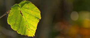 Preview wallpaper leaf, veins, light, macro, autumn