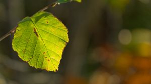 Preview wallpaper leaf, veins, light, macro, autumn