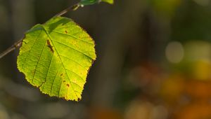 Preview wallpaper leaf, veins, light, macro, autumn
