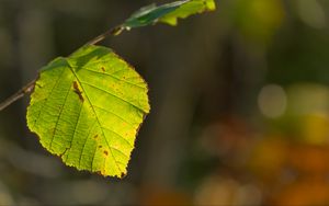 Preview wallpaper leaf, veins, light, macro, autumn