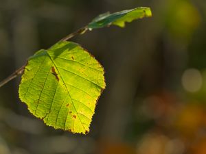 Preview wallpaper leaf, veins, light, macro, autumn