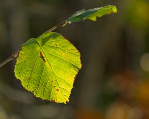 Preview wallpaper leaf, veins, light, macro, autumn