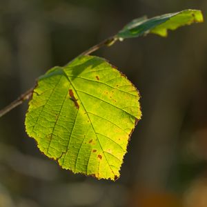 Preview wallpaper leaf, veins, light, macro, autumn