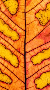 Preview wallpaper leaf, veins, light, macro